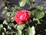 rose klase rød 1 i sol2.JPG - 